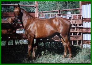 Four Winds Farm Stud